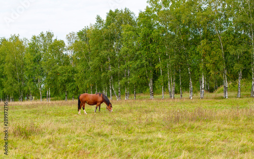 horse in meadow