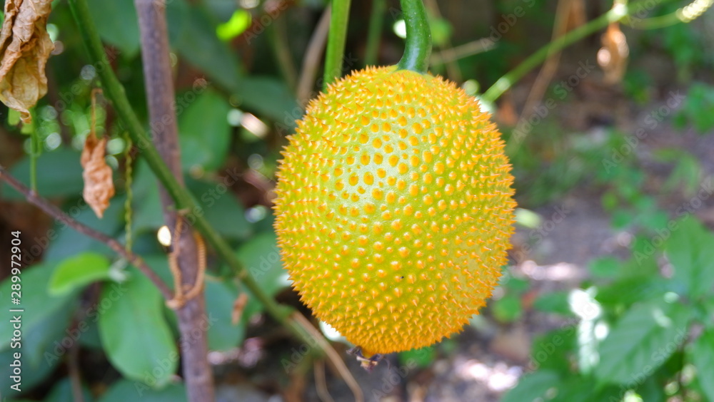 Gac fruit or Momorodica ochinchinensis in the garden Gac fruit or Momorodica ochinchinensis in the garden