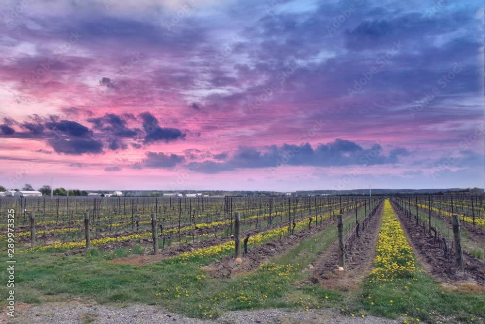 Vignoble de Niagara sous un ciel coloré