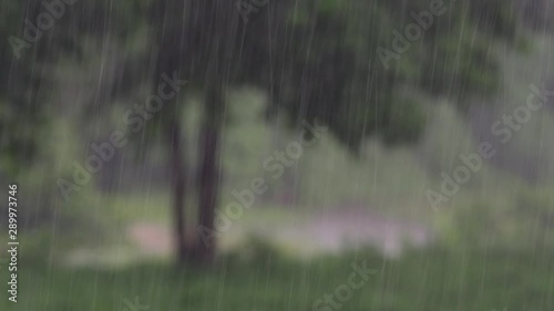 Rain comes in the jungle anytime and one must enjoy the most out of it; here is a footage of the rain falling at Huai Kha Khaeng Wildlife Sanctuary with a tree blurred at the background. photo
