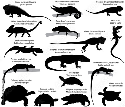 Collection of silhouettes of reptiles: iguana, perentie, chameleon, gecko, lizard, basilisk, tortoise, turtle