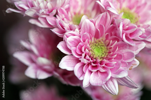 Autumn chrysanthemum flowers. Pink flowers. Selective focus. Macro.