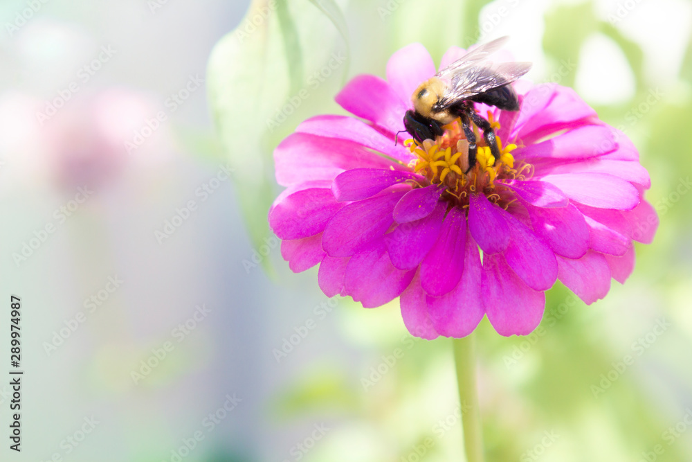 Bee_on_Flower