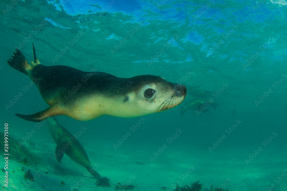 Australian Sea Lion underwater photo Australian Sea Lion underwater photo