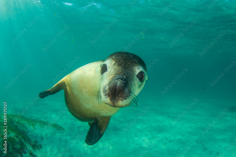 Australian Sea Lion underwater photo Australian Sea Lion underwater photo