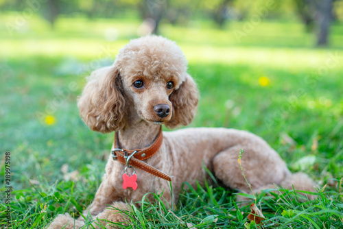 dog apricot poodle lying on the grass © klavdiyav