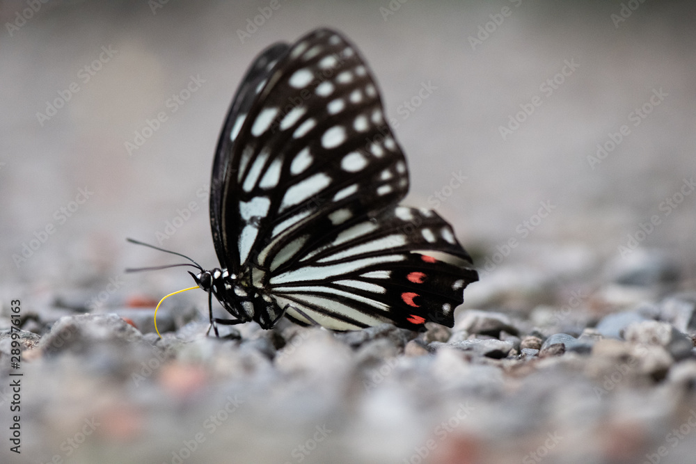 Fototapeta premium アカホシゴマダラ