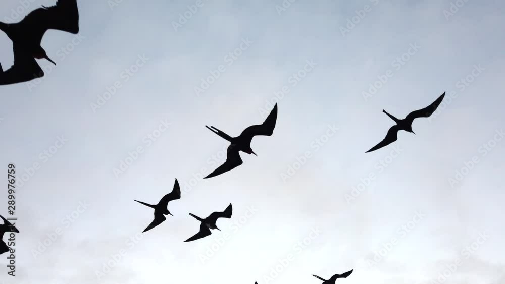 Frigate Birds Soar Next to Boat Closeup. Frigate Birds Soar Next to Boat Closeup.