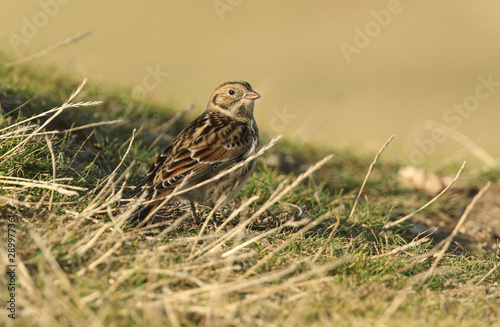 A rare Lapland Bunting, Calcarius lapponicus, standing in the grass. 