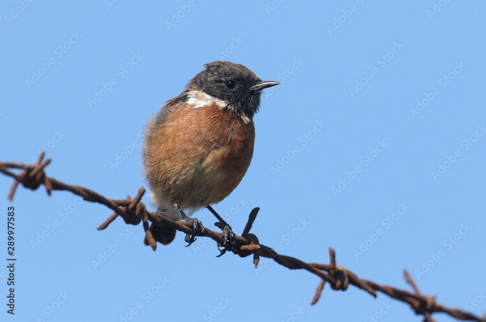 A beautiful male Stonechat, Saxicola rubicola, perching on a barbed wire fence. It is hunting for insects to eat. A beautiful male Stonechat, Saxicola rubicola, perching on a barbed wire fence. It is hunting for insects to eat.