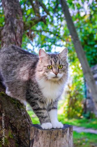 Fluffy cat is sitting on a tree branch. Pet. Cat for a walk in the yard. The cat is climbing trees.