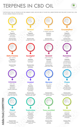 Terpenes in CBD Oil with Structural Formulas vertical business infographic illustration about cannabis as herbal alternative medicine and chemical therapy, healthcare and medical science vector.