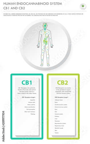 Human Endocannabinoid System CB1 and CB2 vertical business infographic illustration about cannabis as herbal alternative medicine and chemical therapy, healthcare and medical science vector.