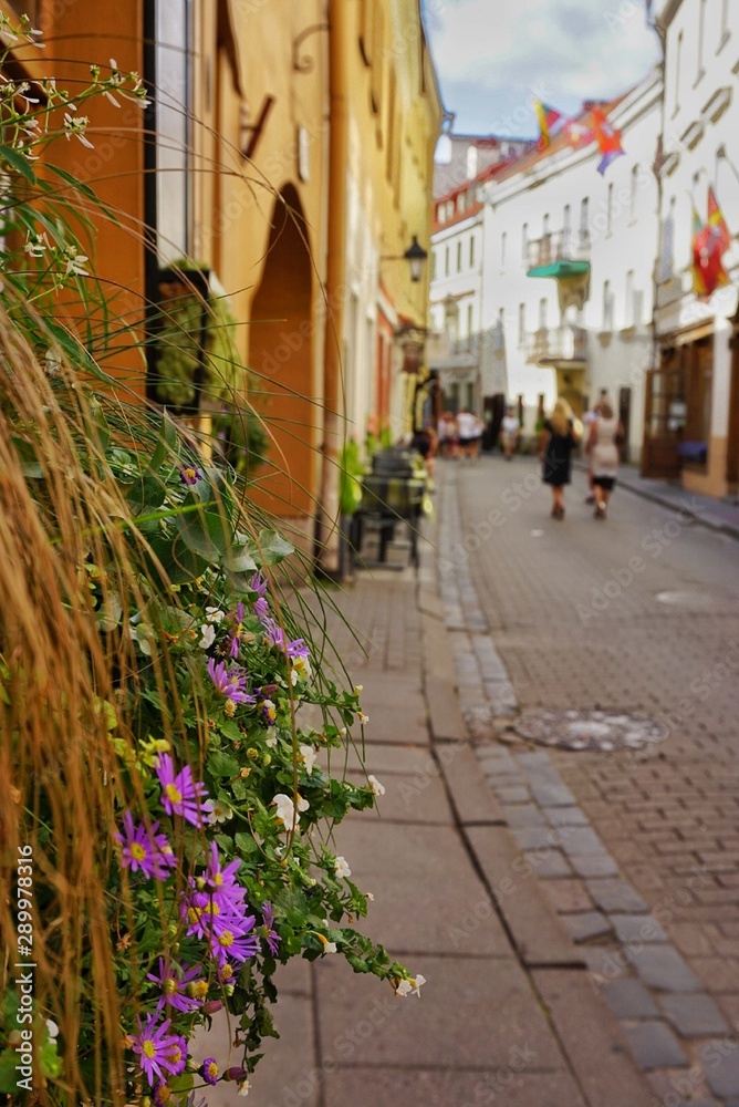 Blooming flowers and summer street of old Vilnius on the background in blur. Daylight. Lithuania.