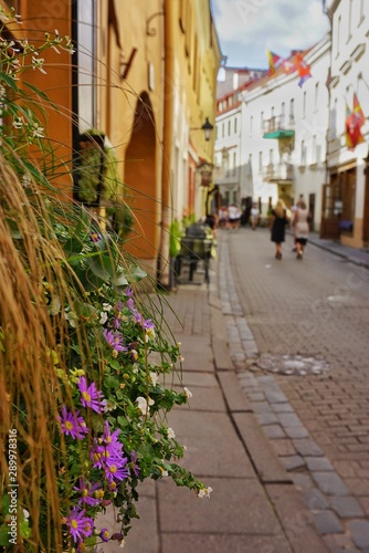 Fototapeta Naklejka Na Ścianę i Meble -  Blooming flowers and summer street of old Vilnius on the background in blur. Daylight. Lithuania.