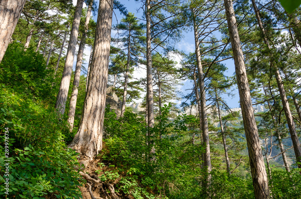 Pine trees in the forest among the mountains. Pine trees in the forest among the mountains.