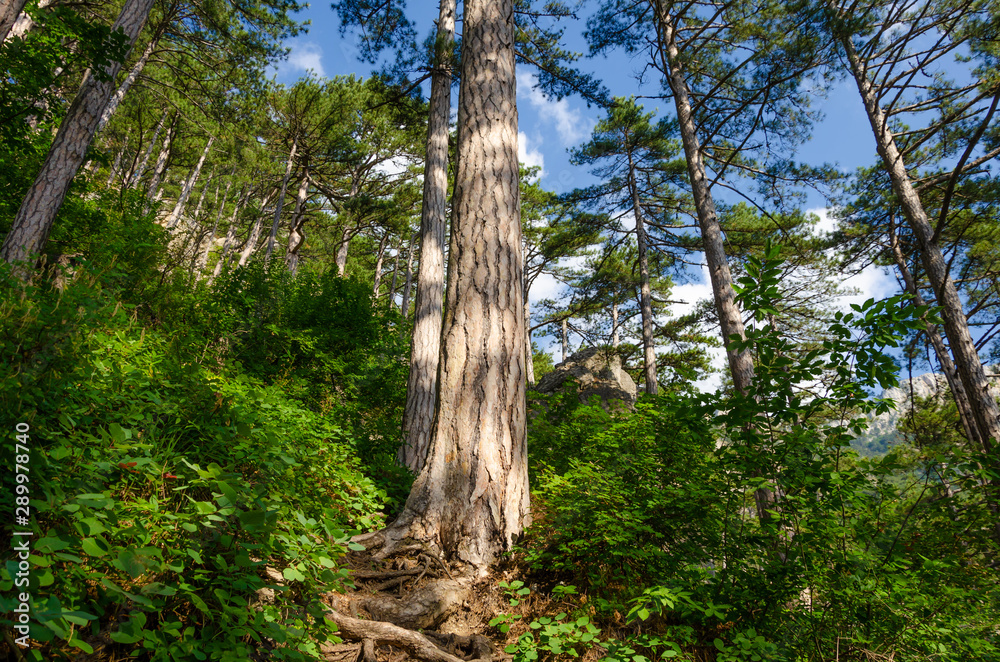 Pine trees in the forest among the mountains. Pine trees in the forest among the mountains.
