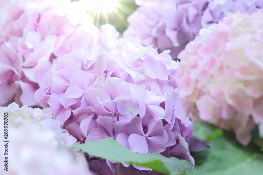  Hydrangea flowers close up, soft fokus.