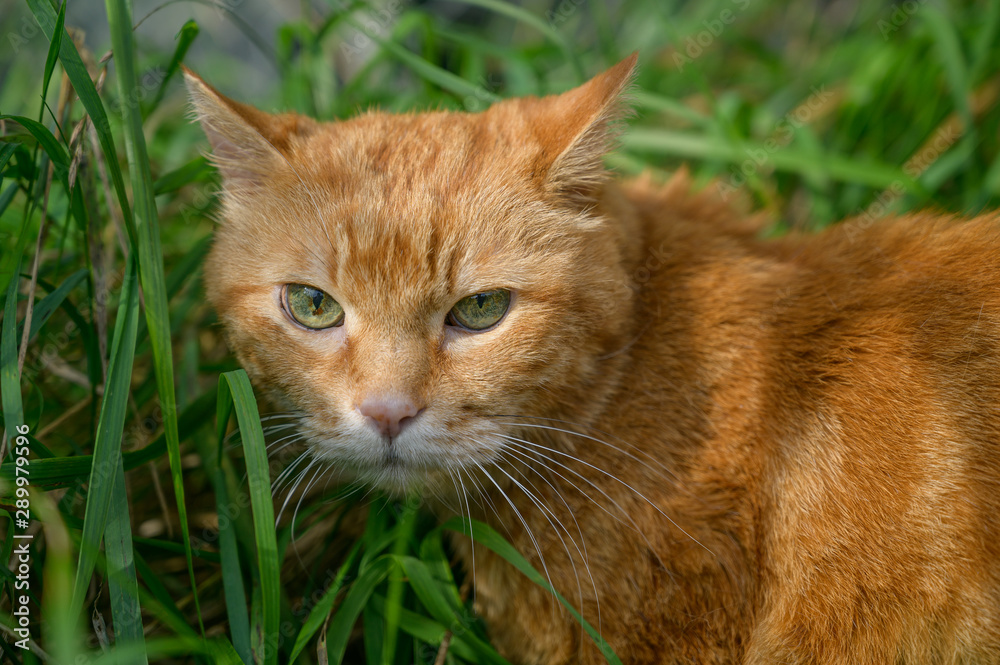 Red cat sneaking through the grass.