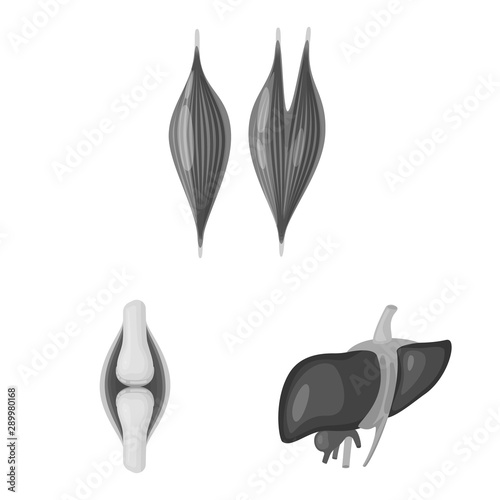 Vector illustration of internal and medical symbol. Set of internal and health vector icon for stock.