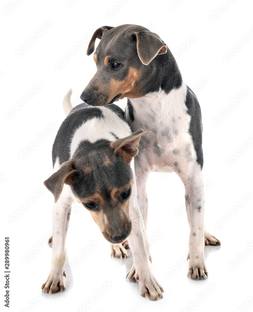 Brazilian Terriers in studio Brazilian Terriers in studio