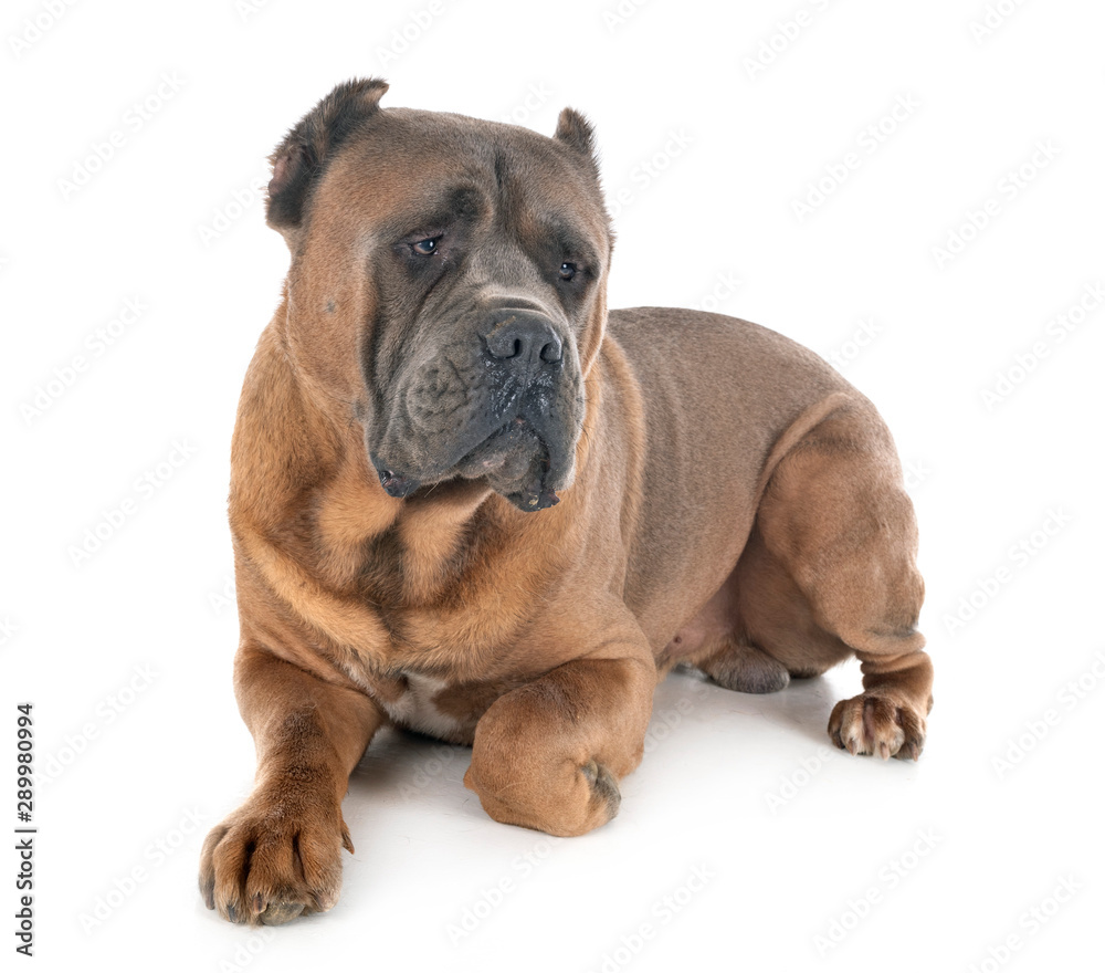 Obraz premium adult cane corso