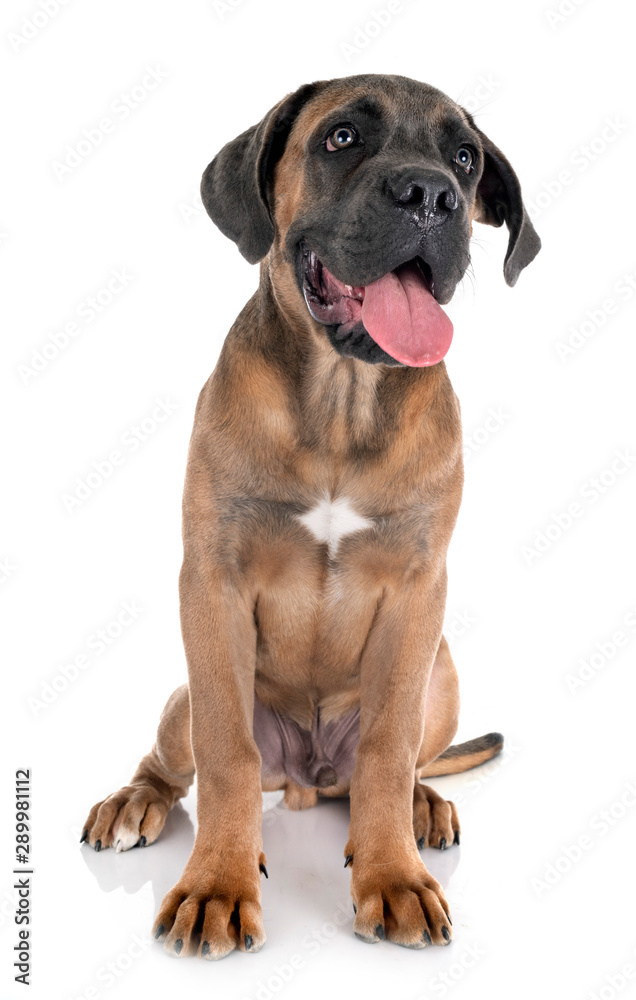 puppy cane corso