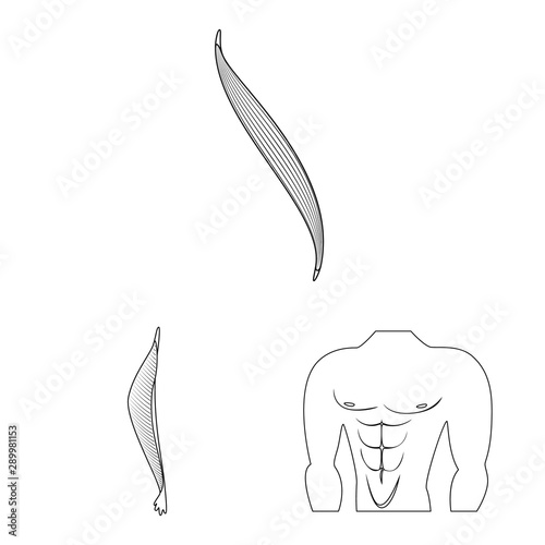 Vector illustration of fiber and muscular logo. Collection of fiber and body stock vector illustration.