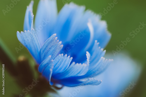Chicory flower in nature © Roxana