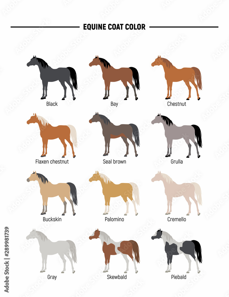 Equine coat color.  Horses shilouettes vector set.