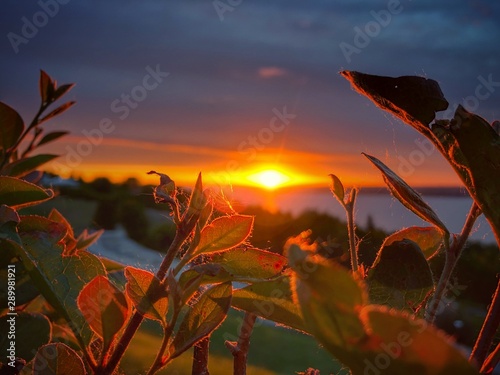 sunset over wheat field
