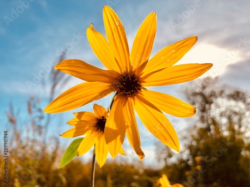yellow flower on background of blue sky