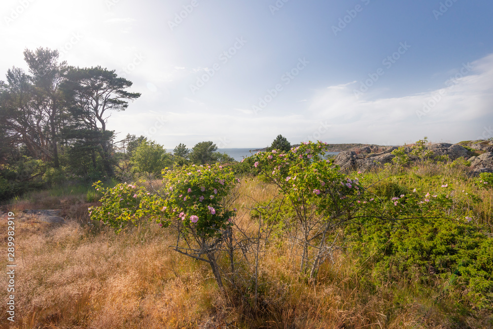 Rocky seashore. Summer landscape of a rocky island in the Baltic Sea, Finland.