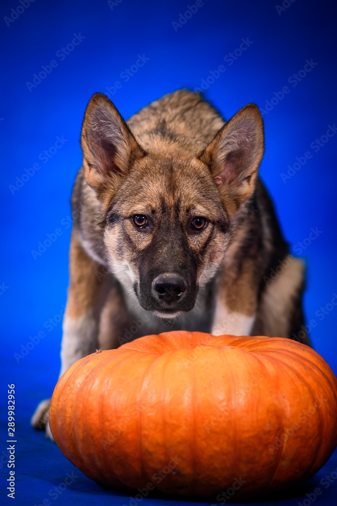 Dog zonal color on a blue background next to a pumpkin. Halloween. Dog zonal color on a blue background next to a pumpkin. Halloween.