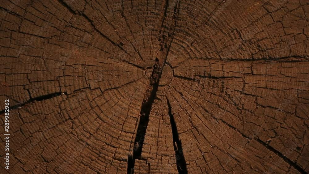 natural wooden stub tree shadow 