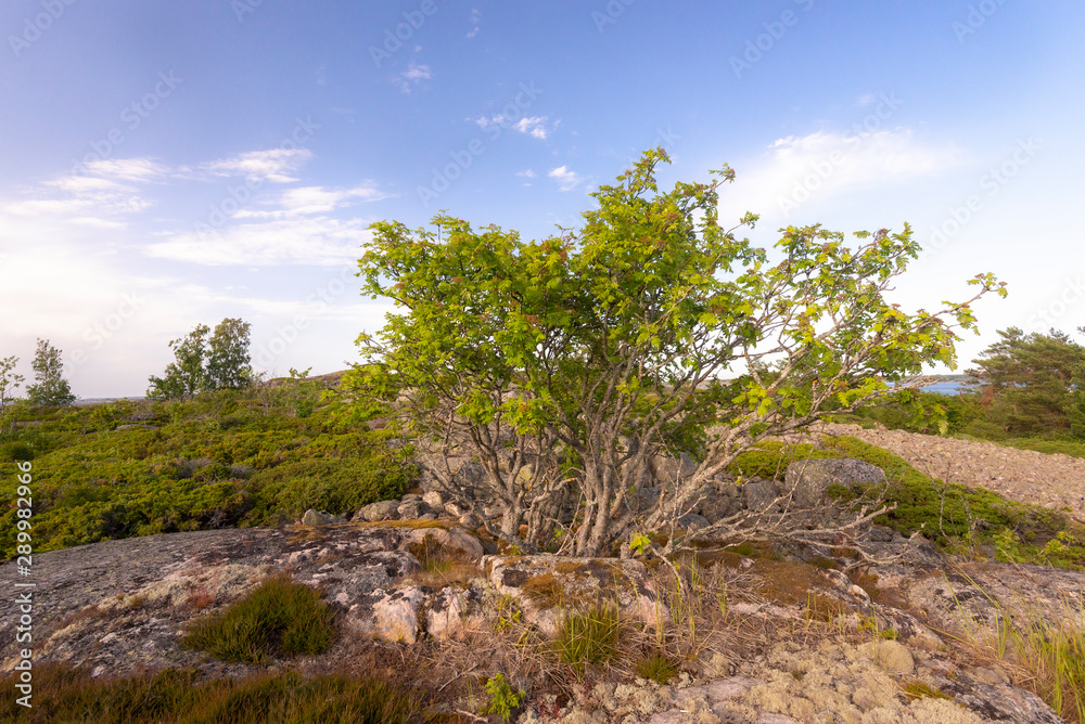 Rocky seashore. Summer landscape of a rocky island in the Baltic Sea, Finland.