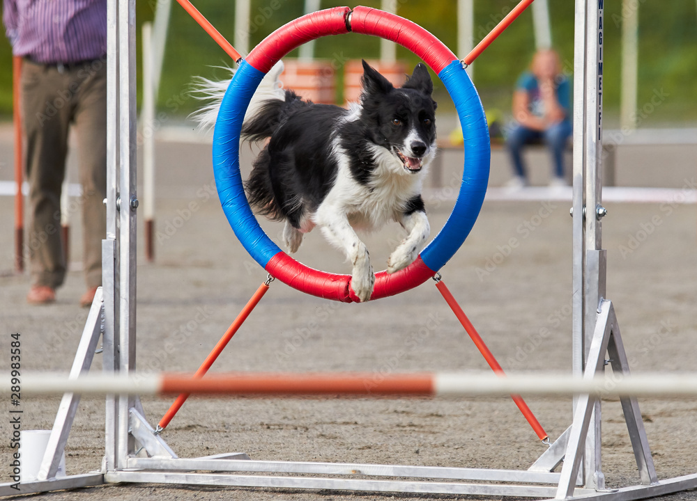 How Do I Teach My Dog To Jump Over Hurdles