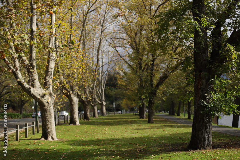 Tree Lane