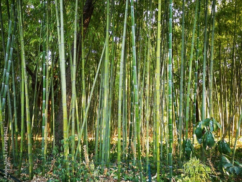 Bambou
