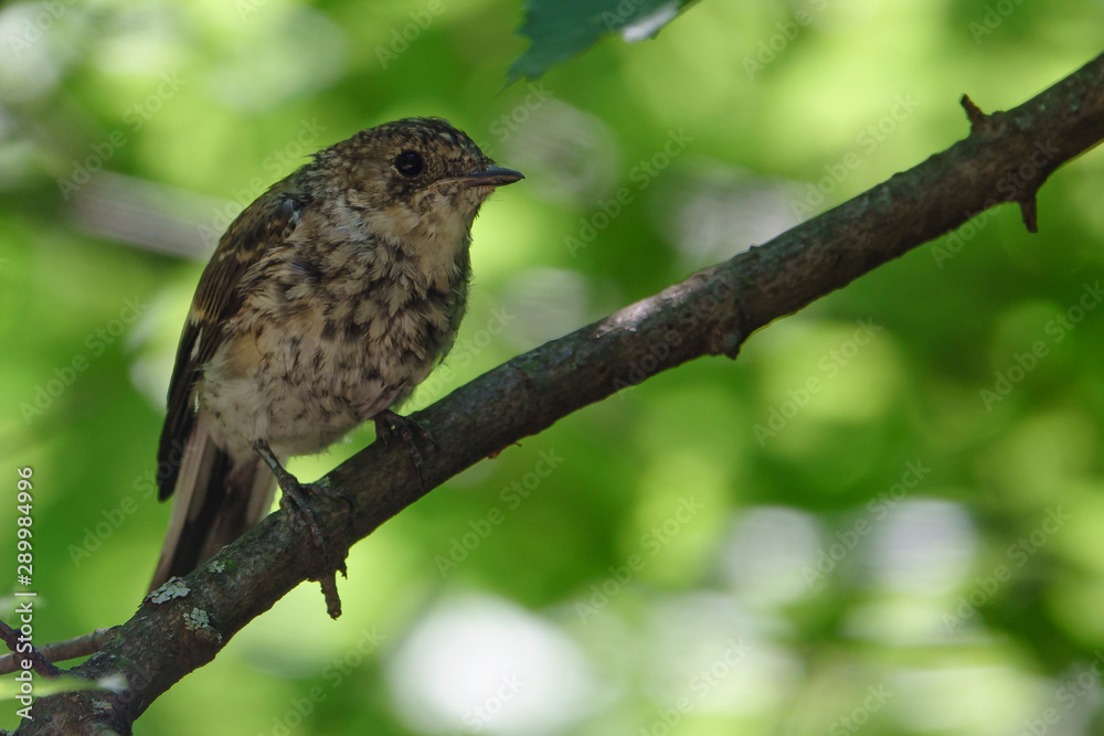 Fototapeta premium Лето