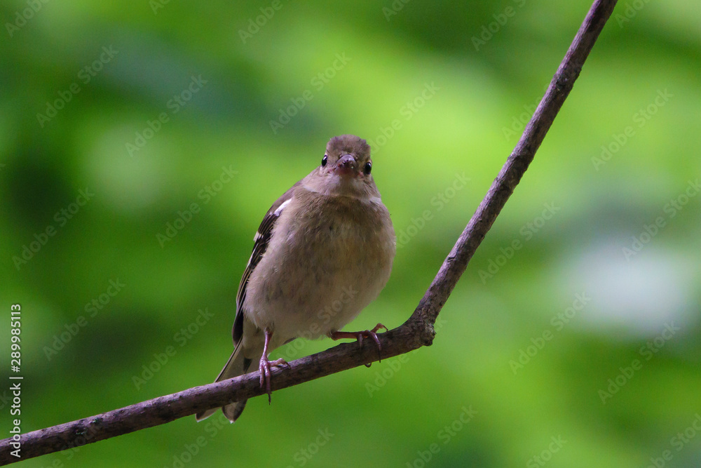 Fototapeta premium Лето
