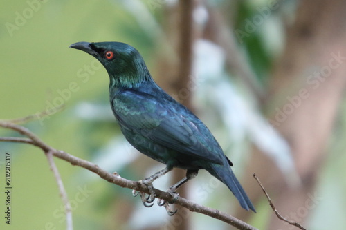 Malaienstar Asian glossy starling (Aplonis panayensis)