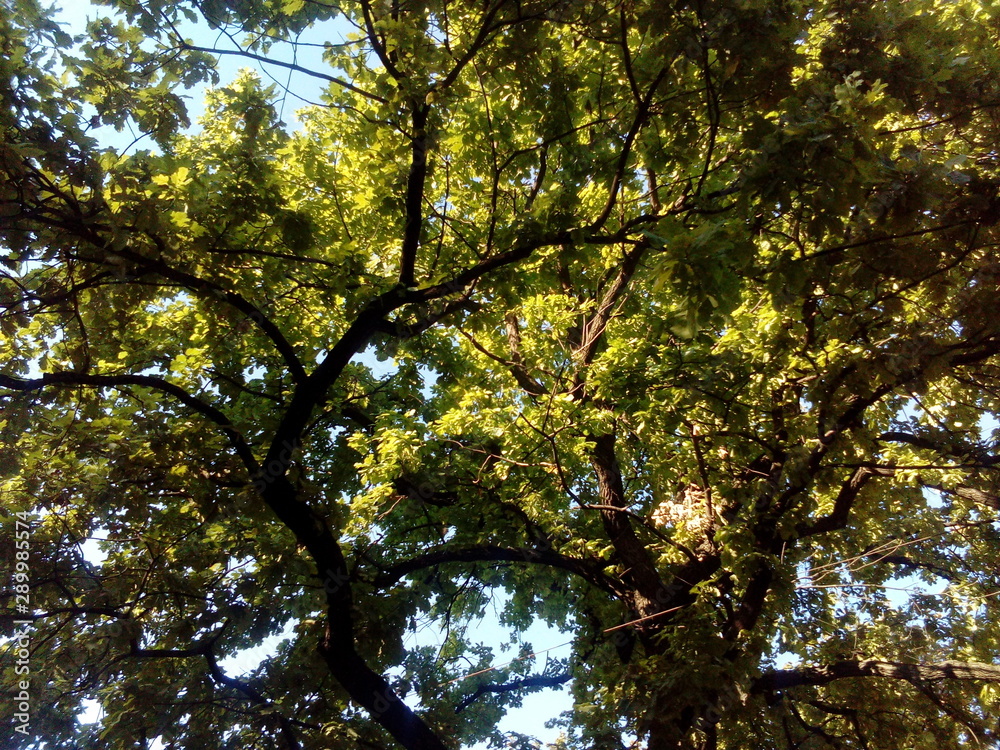 Fototapeta premium tree with green crown