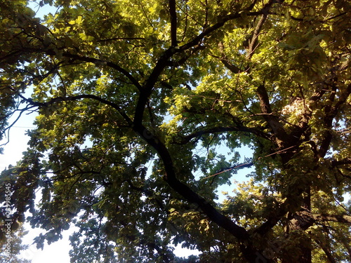 tree with green crown