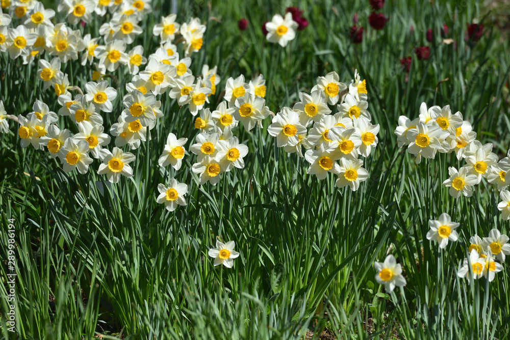 Many white beautiful daffodils in the spring garden under the sunlight Many white beautiful daffodils in the spring garden under the sunlight