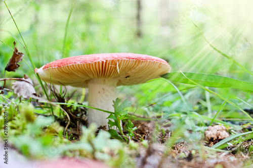Large strong russula with a red cap in the rays of sunlight. Cute mushroom grew among lingonberry bushes in the Sayan taiga, Russia.