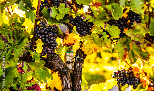 Red grapes on vineyard over bright green background. Background