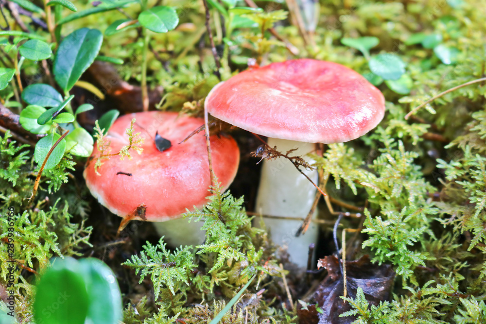 Mushroom picking - a couple of russula with a red hat. The mushroom grew among moss and lingonberry bushes in the Sayan taiga, Russia. Mushroom picking - a couple of russula with a red hat. The mushroom grew among moss and lingonberry bushes in the Sayan taiga, Russia.