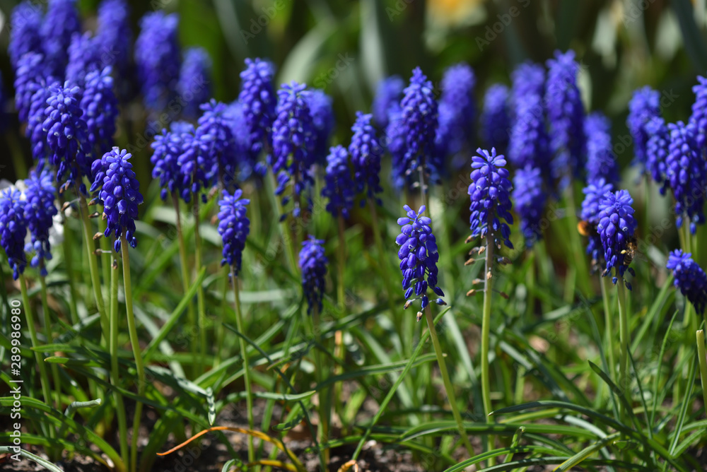 Beautiful and fresh muscari flowers closeup in spring home garden Beautiful and fresh muscari flowers closeup in spring home garden