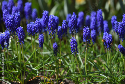 Beautiful and fresh muscari flowers closeup in spring home garden